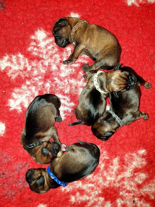 Des petites nouches - Border Terrier - Portée née le 15/09/2025