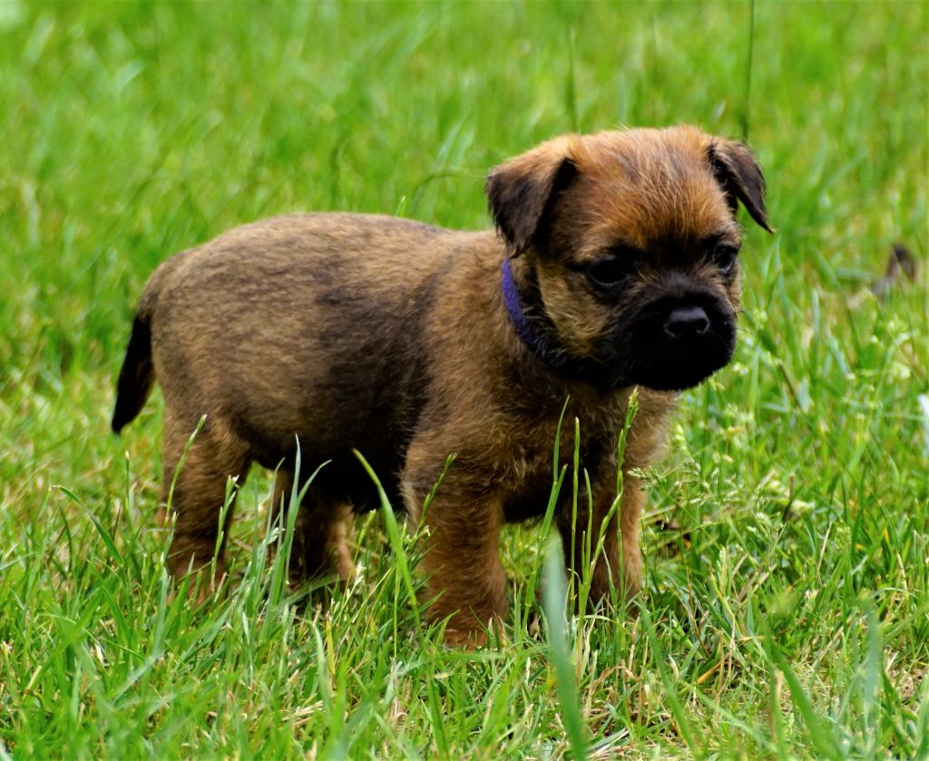 Des petites nouches - Border Terrier - Portée née le 02/08/2021