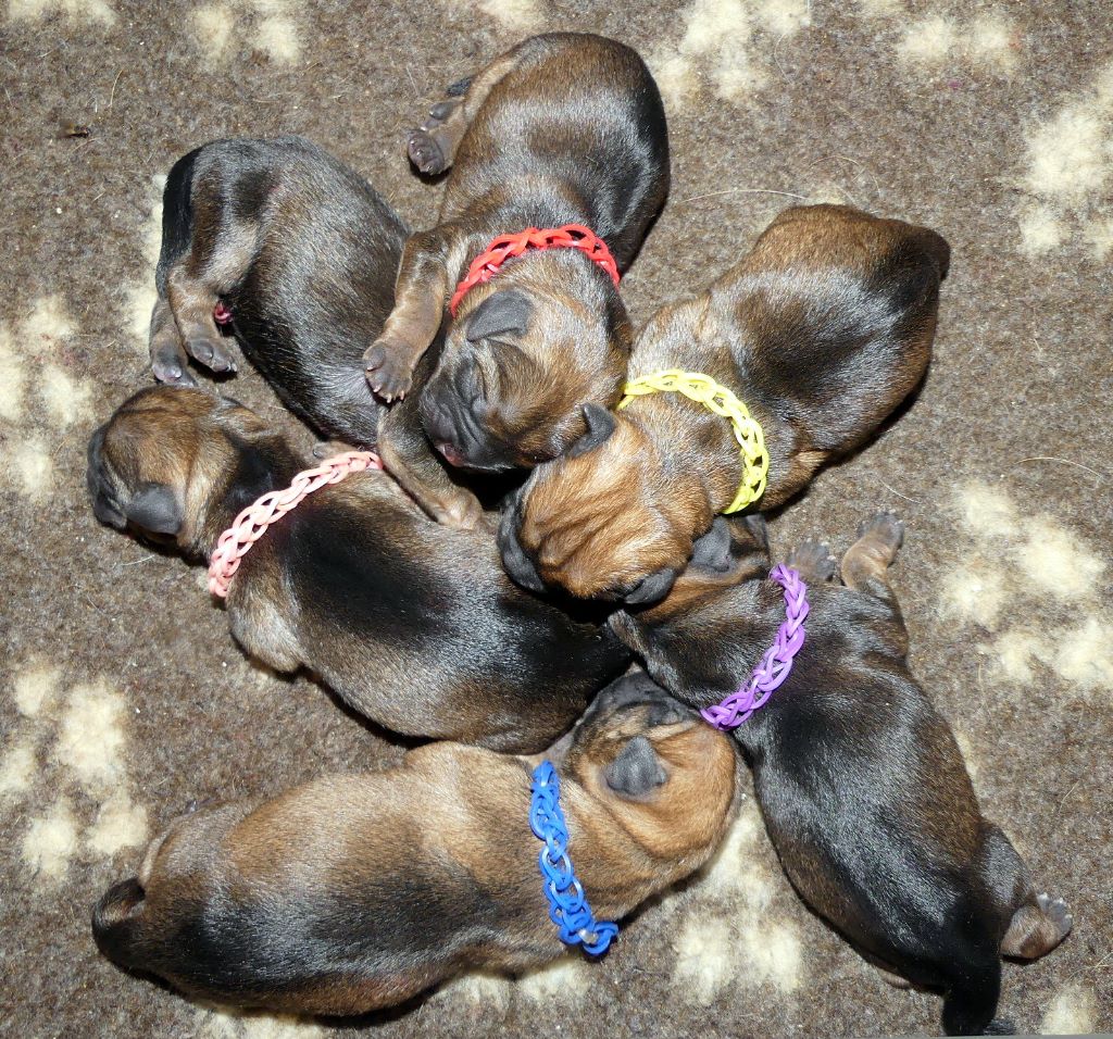 Chiot Border Terrier Des petites nouches