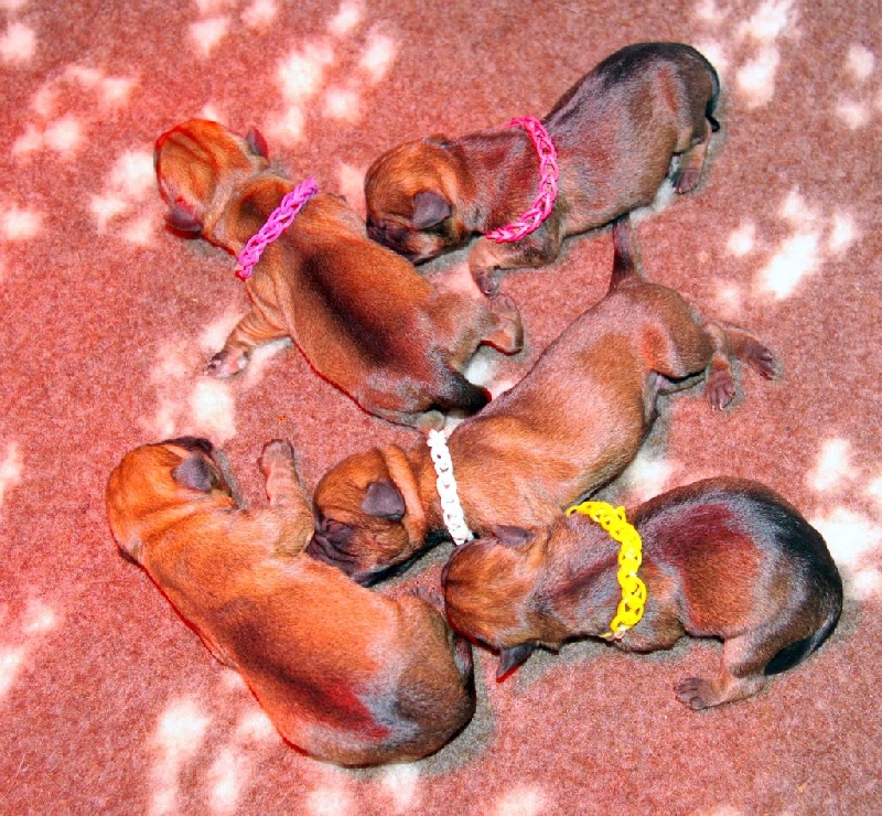 Des petites nouches - Border Terrier - Portée née le 02/12/2016