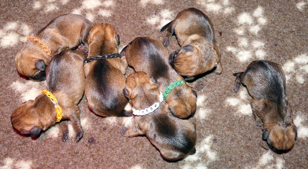 Des petites nouches - Border Terrier - Portée née le 17/12/2017