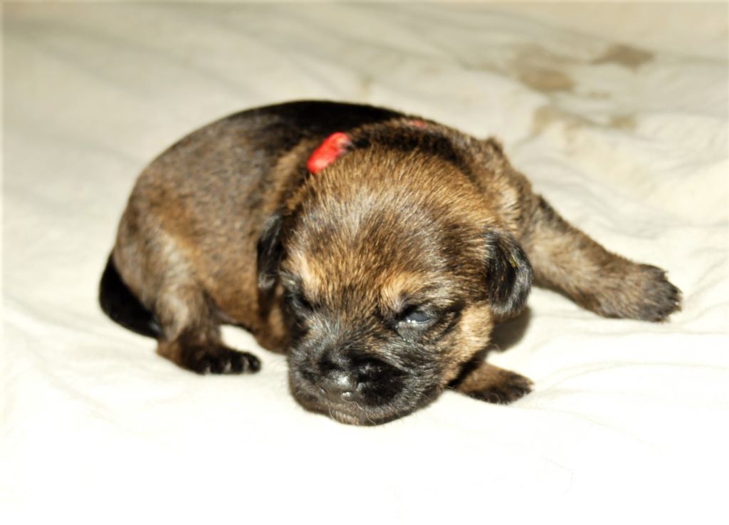 Des petites nouches - Border Terrier - Portée née le 06/04/2020