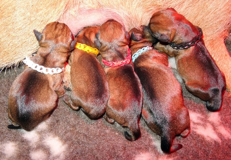 Des petites nouches - Border Terrier - Portée née le 09/09/2016