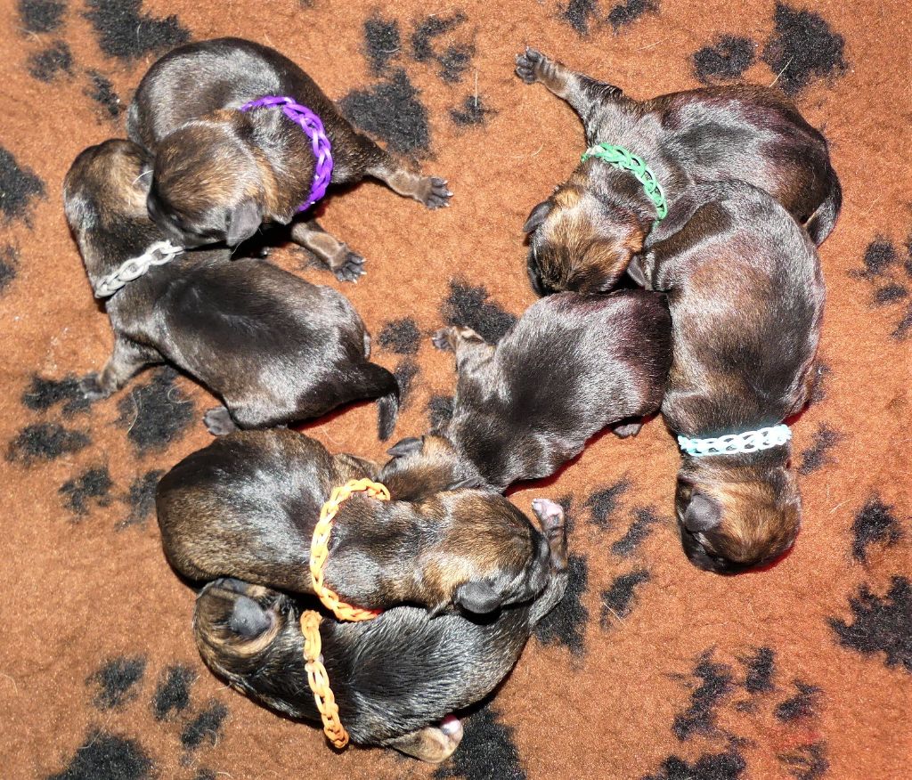 Des petites nouches - Border Terrier - Portée née le 06/09/2020