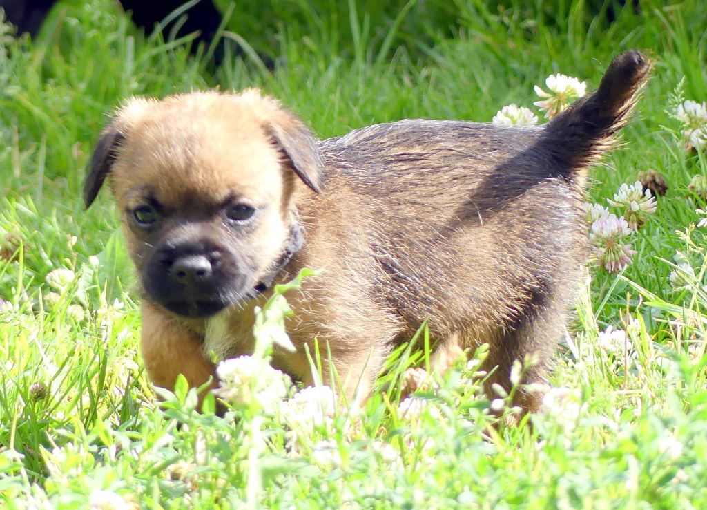 Des petites nouches - Border Terrier - Portée née le 18/06/2017