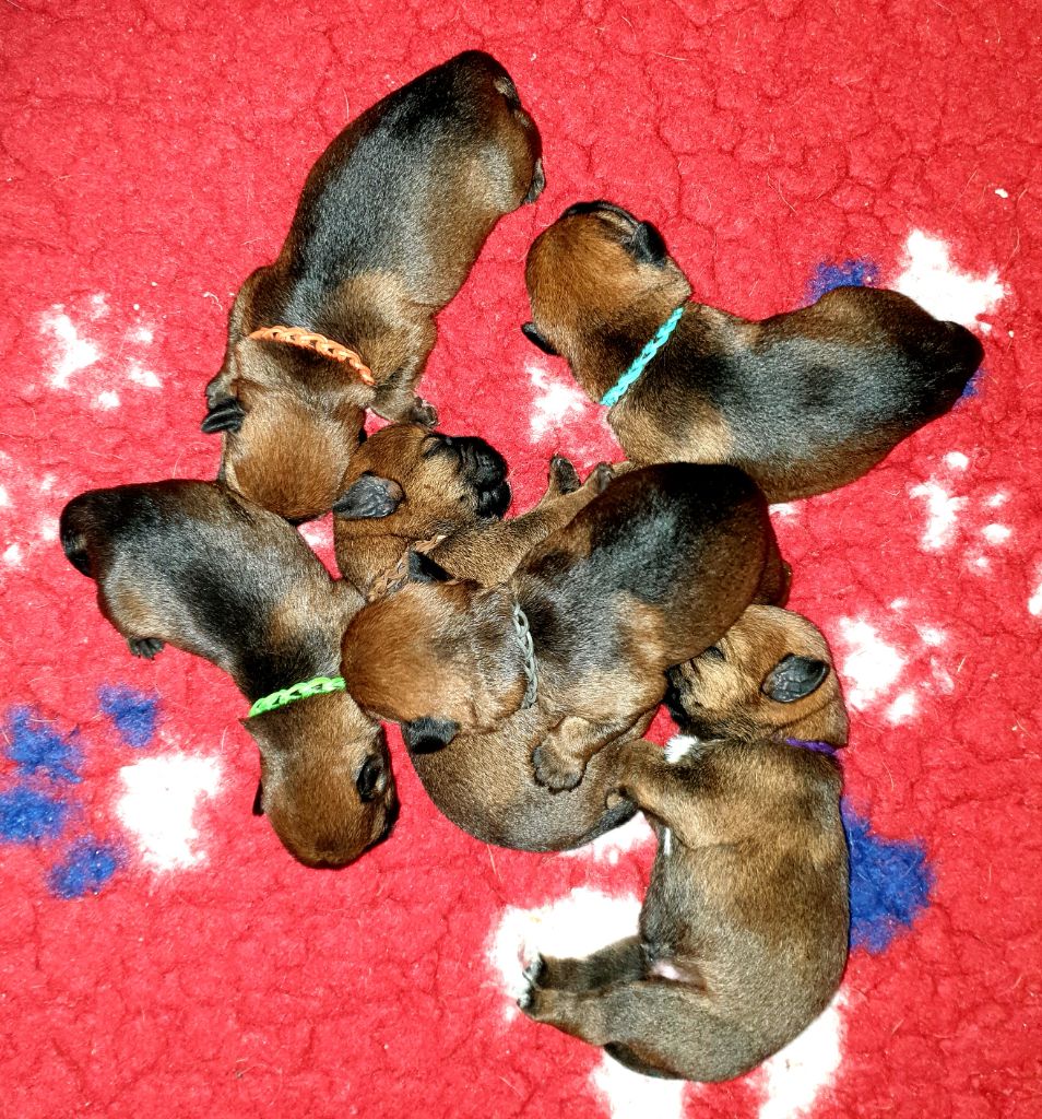 Des petites nouches - Border Terrier - Portée née le 14/08/2025