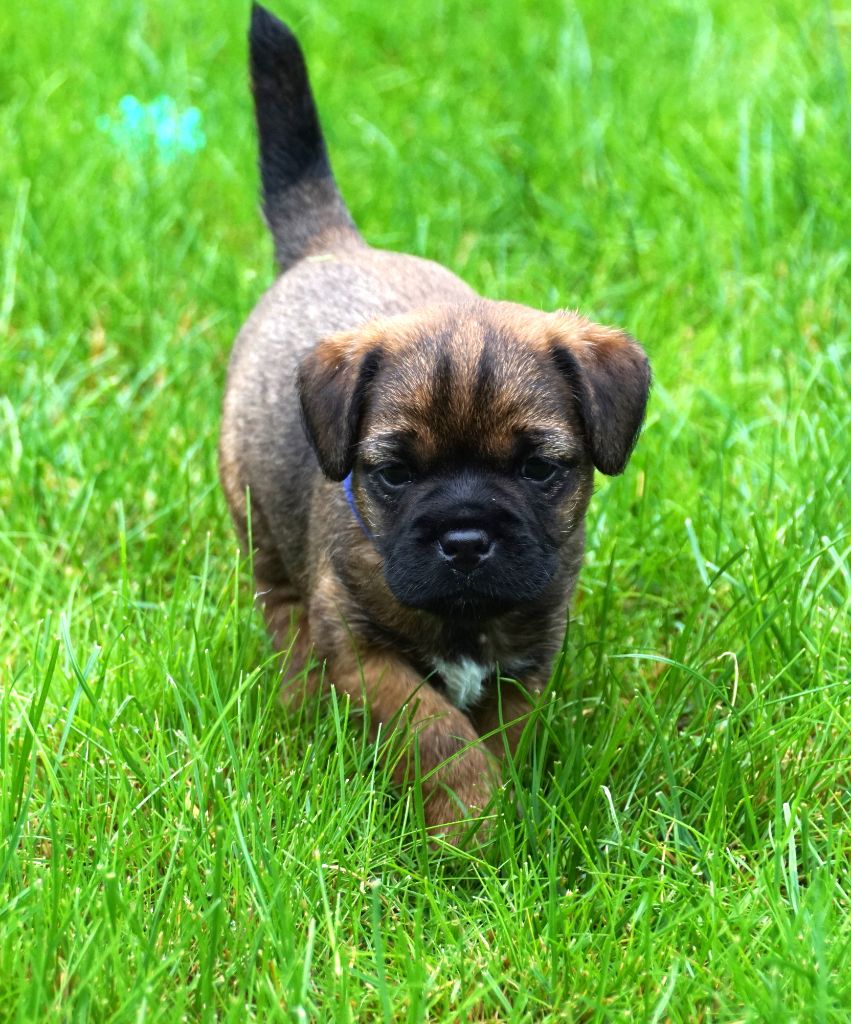 Des petites nouches - Border Terrier - Portée née le 26/04/2024