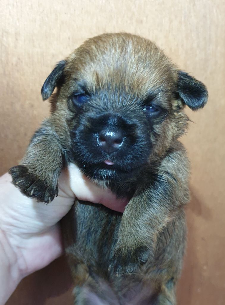 Des petites nouches - Chiots disponibles - Border Terrier