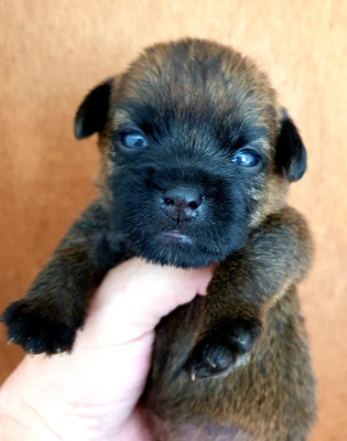 CHIOT 1