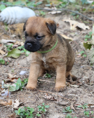 Bailey