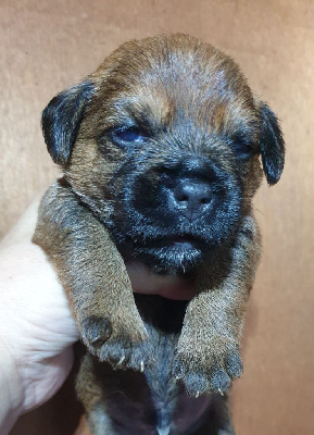 CHIOT