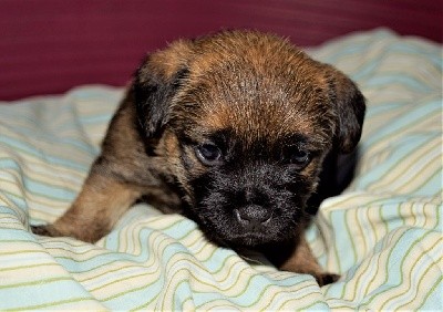 SKYE