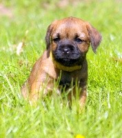 NITRO