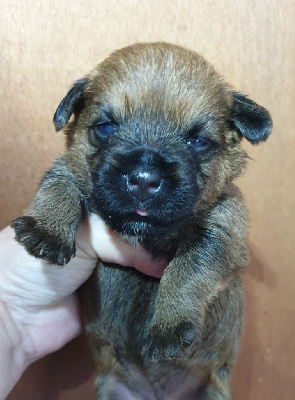 CHIOT
