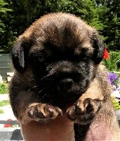 STANLEY