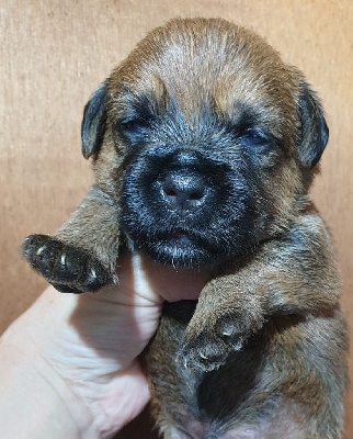 CHIOT