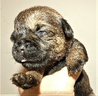 ROMY