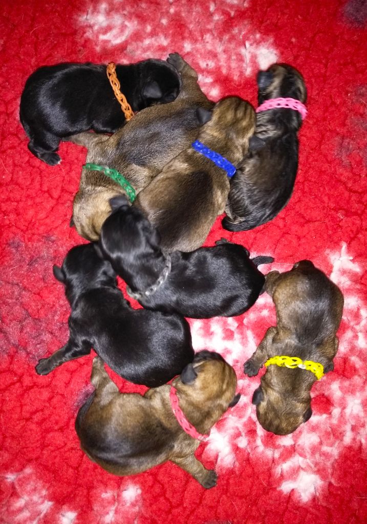 Des petites nouches - Border Terrier - Portée née le 13/06/2021