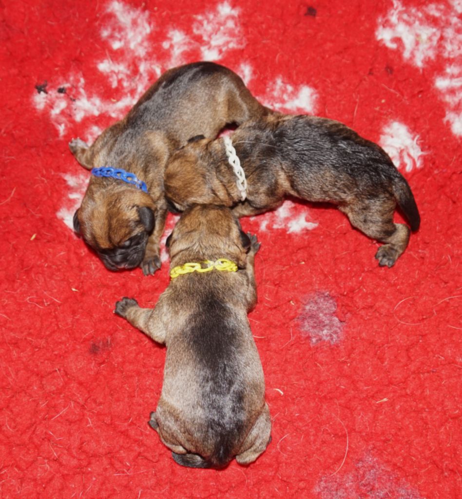 Des petites nouches - Border Terrier - Portée née le 20/11/2024
