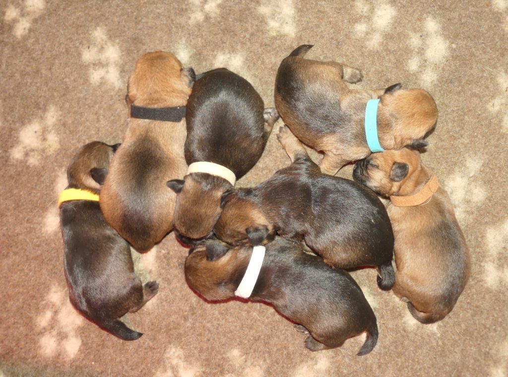 Des petites nouches - Border Terrier - Portée née le 30/05/2020