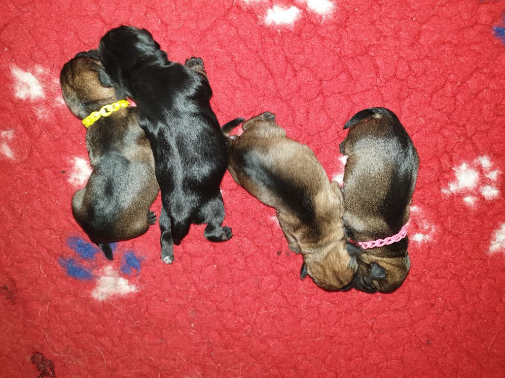 Des petites nouches - Border Terrier - Portée née le 27/04/2025
