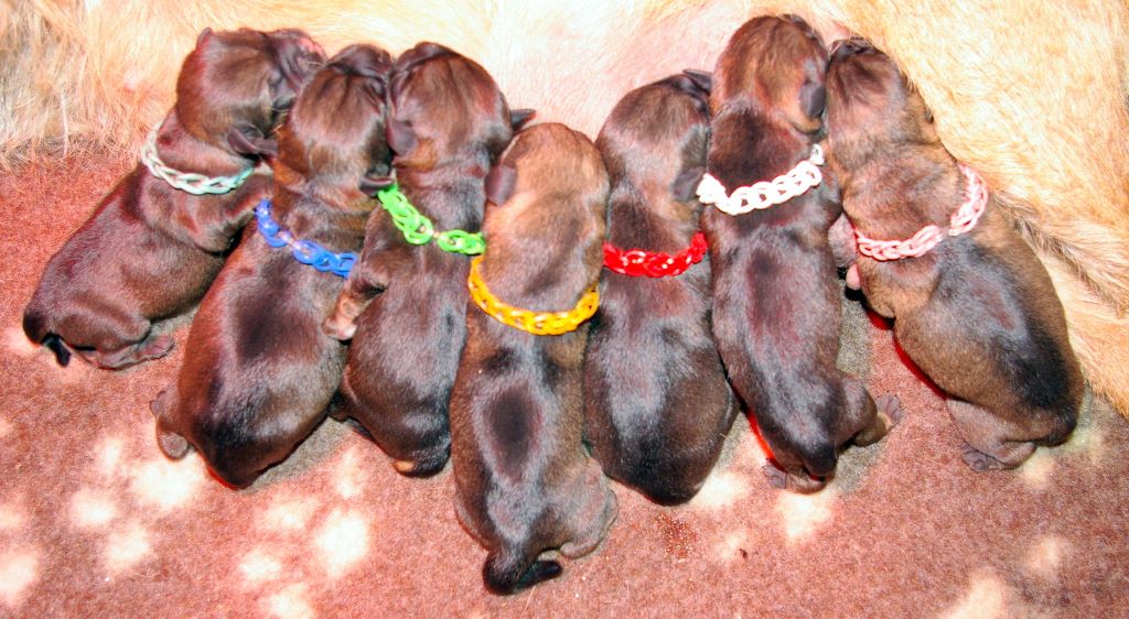 Des petites nouches - Border Terrier - Portée née le 13/03/2017