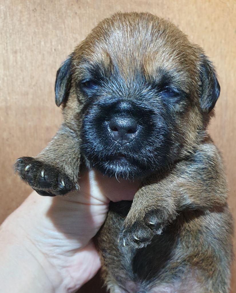 Des petites nouches - Chiots disponibles - Border Terrier