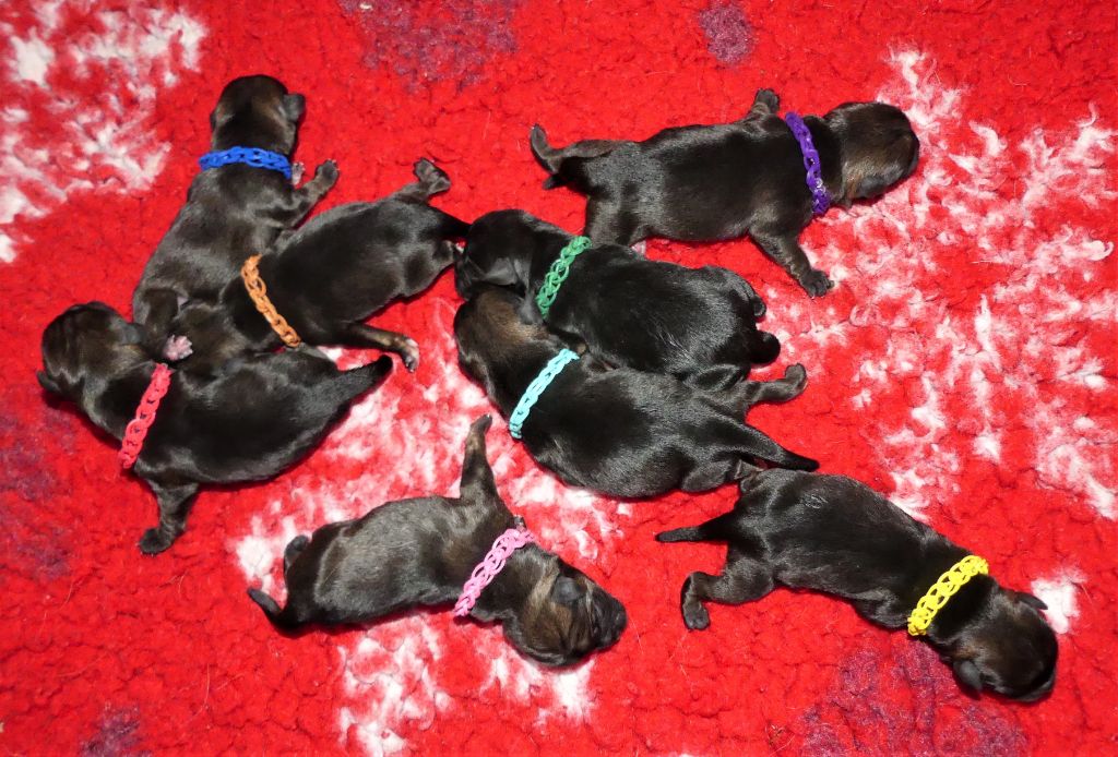Des petites nouches - Border Terrier - Portée née le 08/08/2020