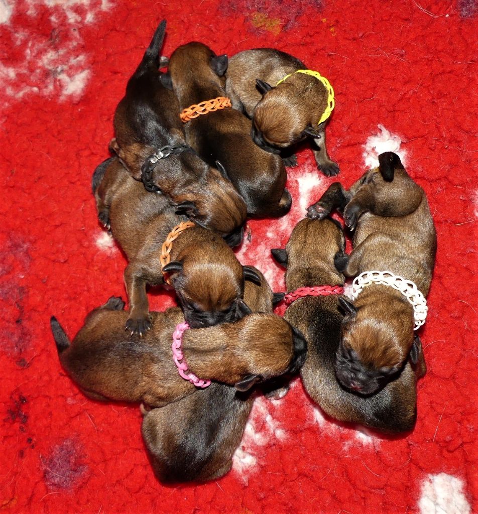 Des petites nouches - Border Terrier - Portée née le 10/09/2020
