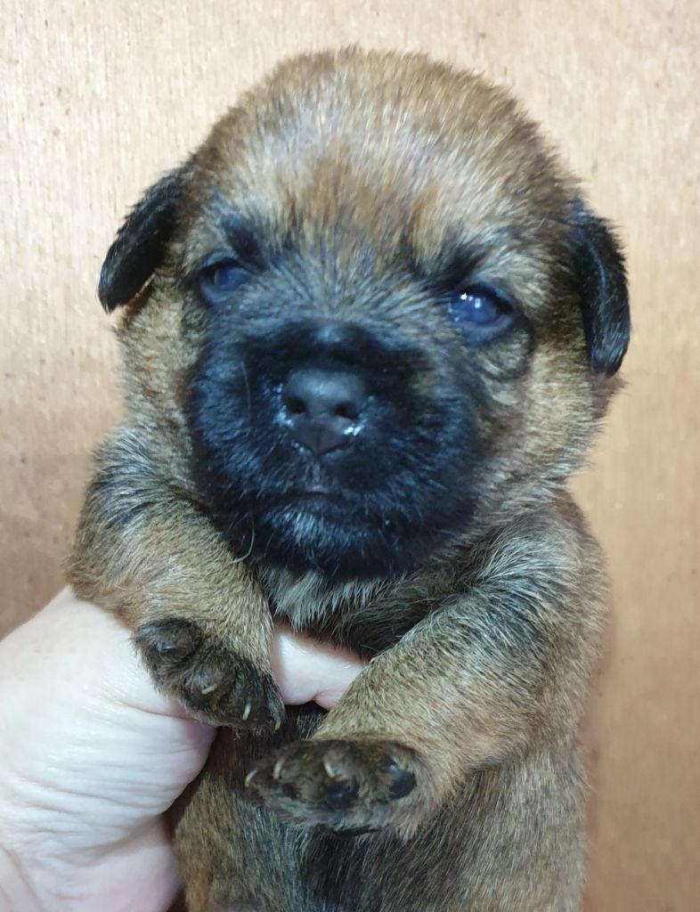 Des petites nouches - Chiots disponibles - Border Terrier