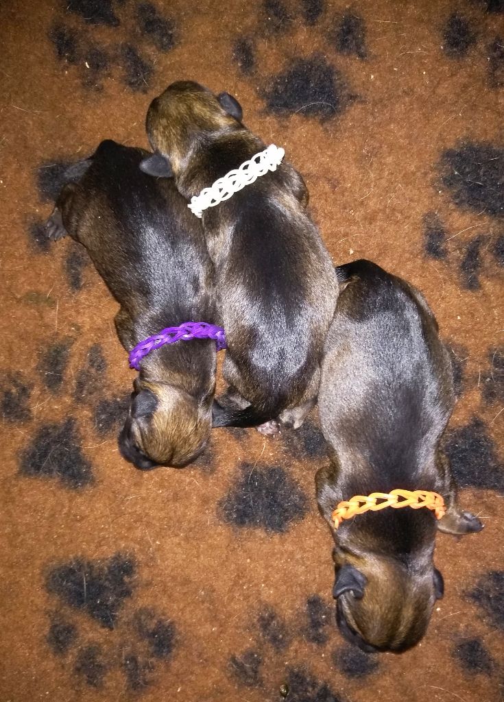 Des petites nouches - Border Terrier - Portée née le 16/06/2021